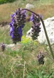 Salvia nutans