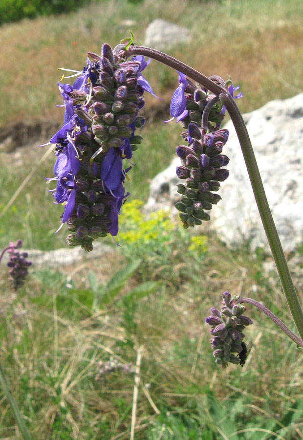 Image of Salvia nutans specimen.