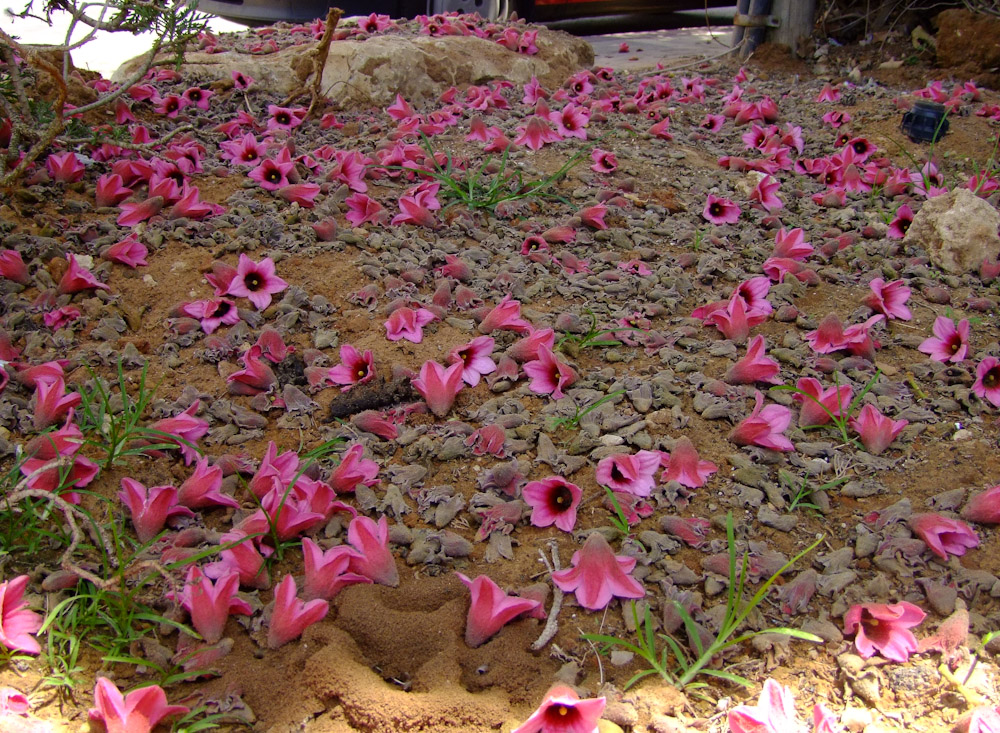 Image of Brachychiton discolor specimen.