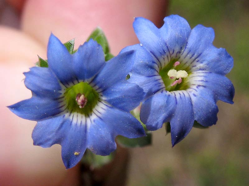 Изображение особи Gentiana squarrosa.