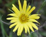 Tragopogon