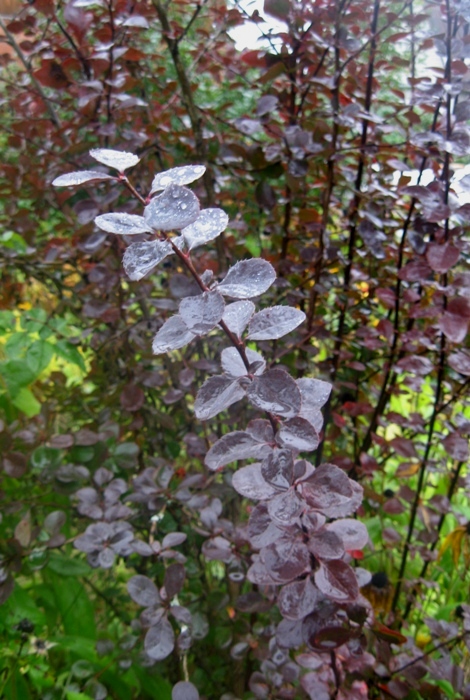 Image of Berberis &times; ottawensis specimen.