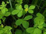 Potentilla centigrana. Верхняя часть стебля с цветком. Приморский край, г. Находка, на берегу ручья. 17.06.2012.