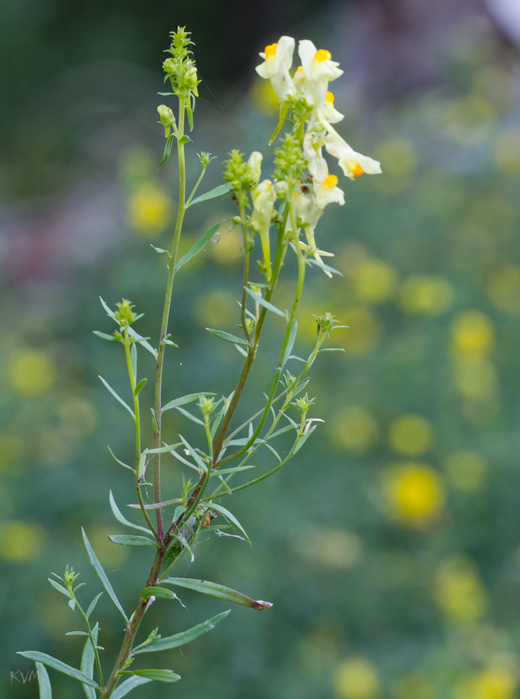 Изображение особи род Linaria.