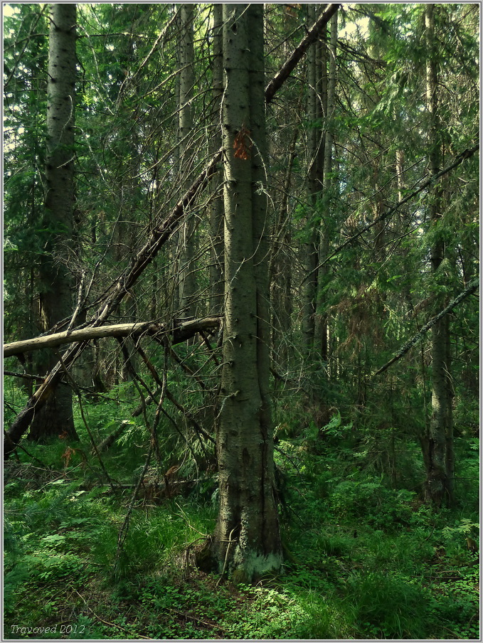 Image of Abies sibirica specimen.