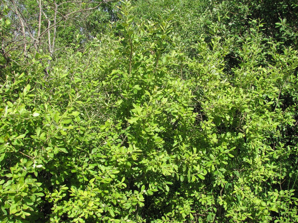 Изображение особи Salix cinerea.