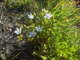 Lomatogonium carinthiacum. Цветущее растение. Кабардино-Балкария, урочище Джилы-Су, 2400 м н.у.м. 24.07.2012.