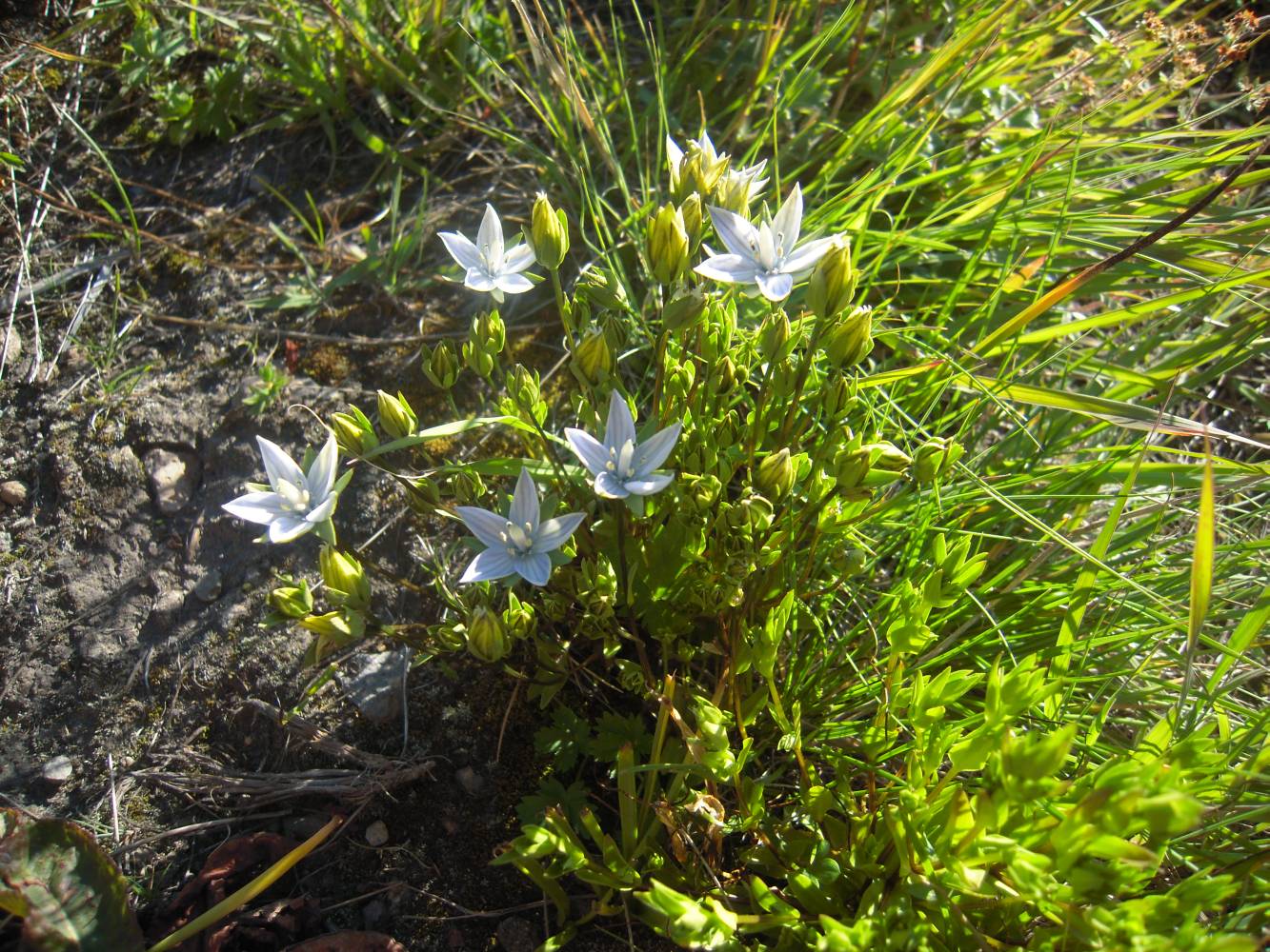 Image of Lomatogonium carinthiacum specimen.