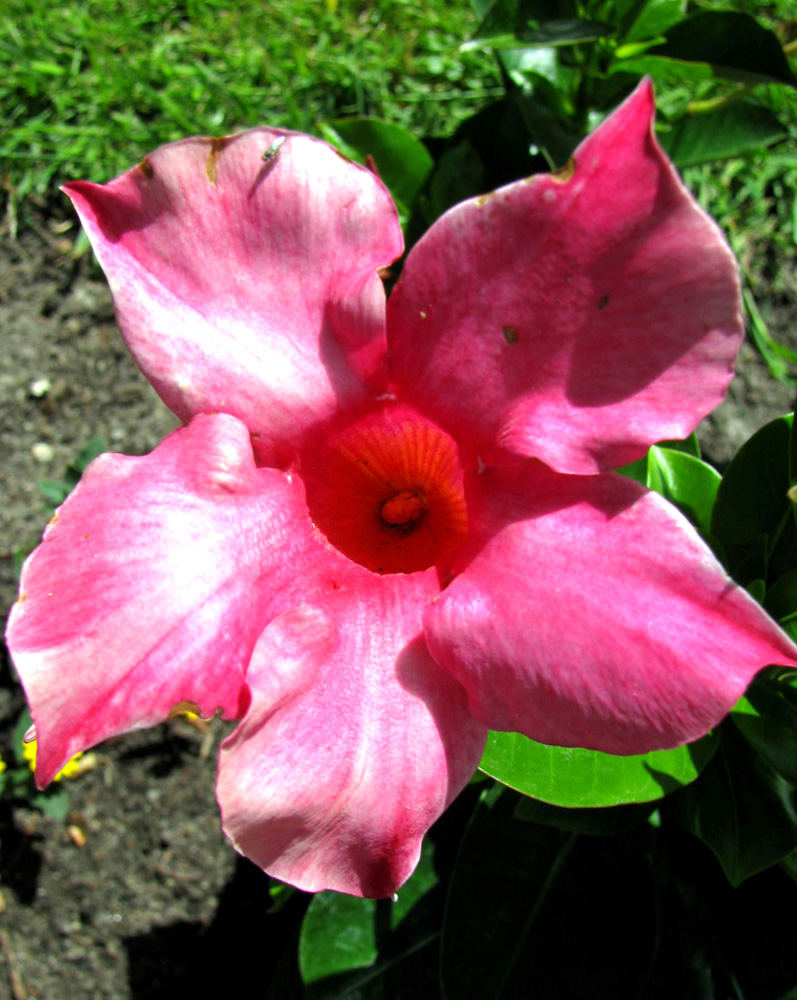 Изображение особи Mandevilla splendens.