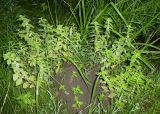 Mentha arvensis