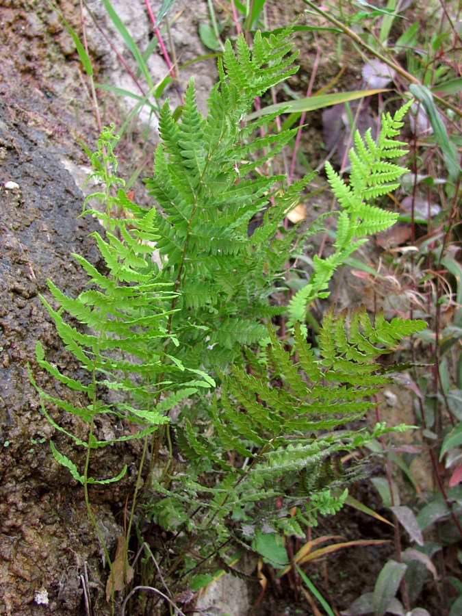 Изображение особи Thelypteris palustris.