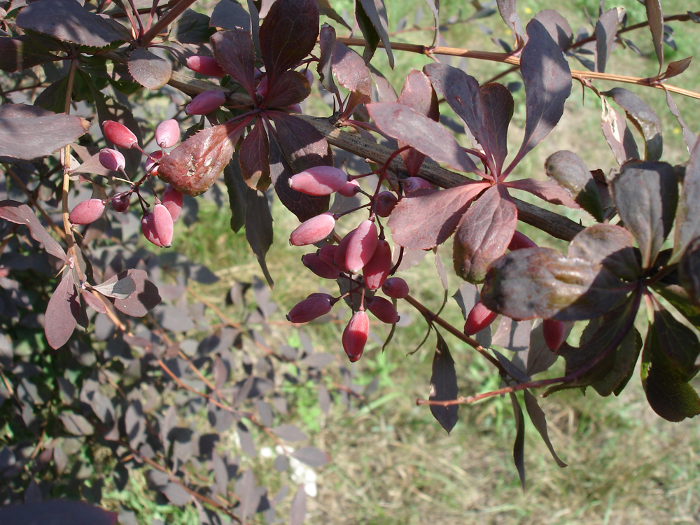 Image of genus Berberis specimen.