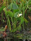 Calla palustris. Цветущее растение. Тверская обл., Жарковский р-он, болото Пелецкий Мох. 28.08.2012.