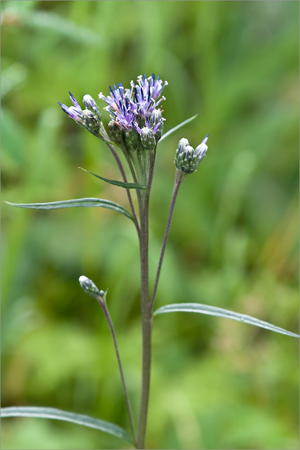 Изображение особи Saussurea alpina.