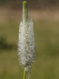 Plantago maxima