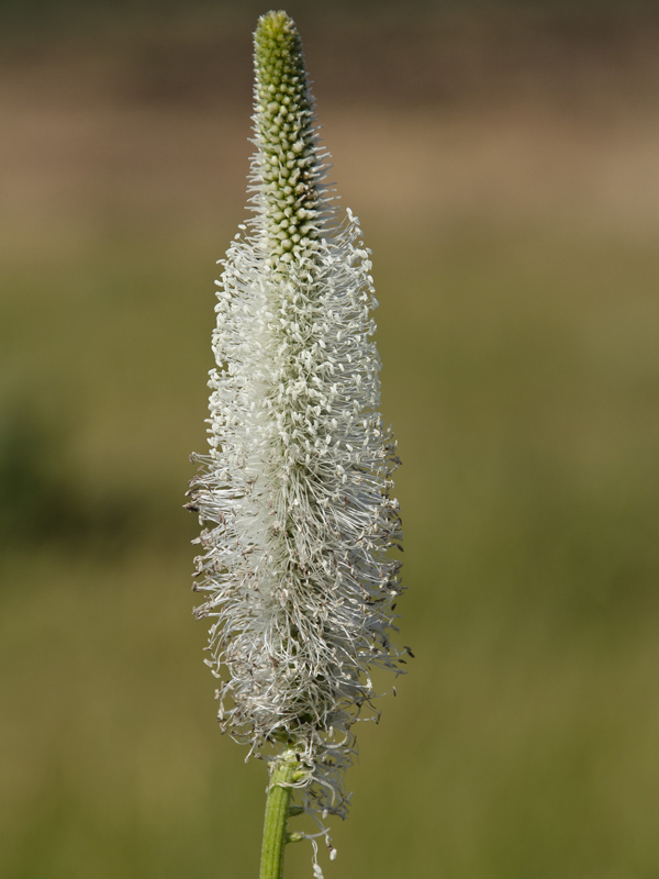 Image of Plantago maxima specimen.