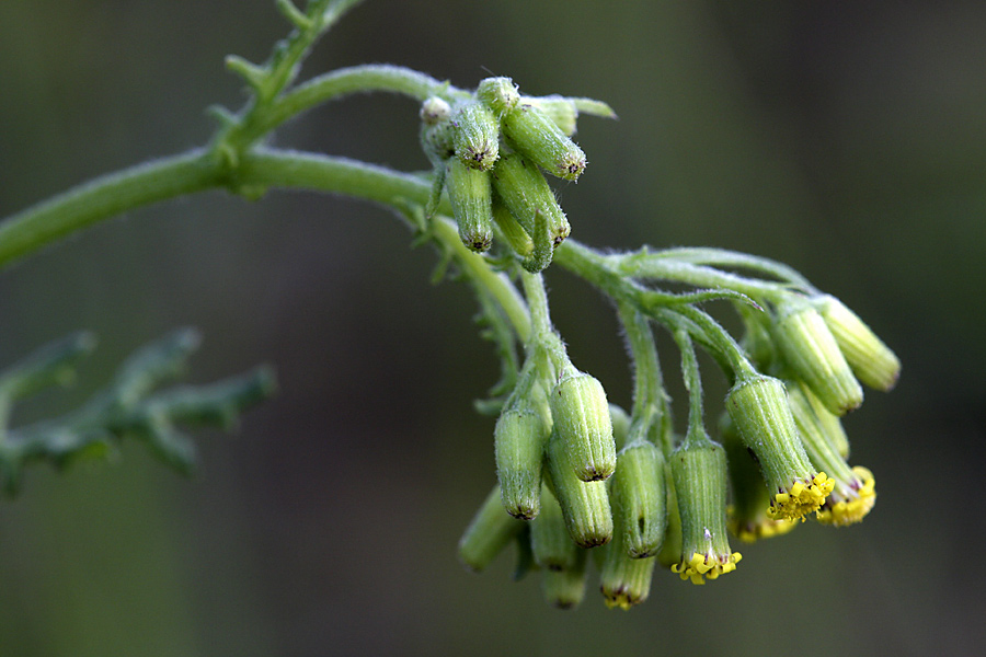 Image of Senecio sylvaticus specimen.