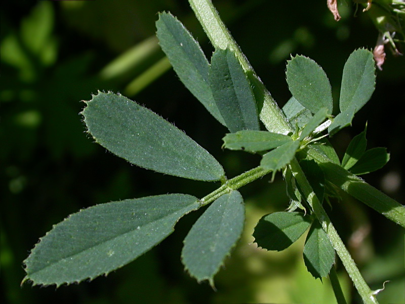 Изображение особи Medicago sativa.