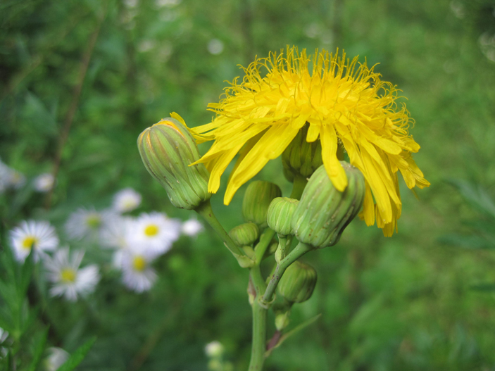 Image of Sonchus arvensis ssp. uliginosus specimen.