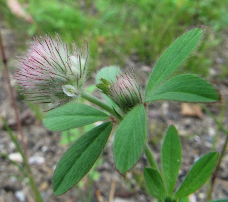 Image of Trifolium arvense specimen.
