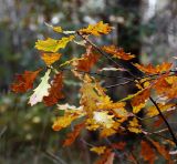 Quercus robur. Ветки с листьями в осенней раскраске. Московская обл., Раменский р-н, окр. дер. Хрипань, просека под ЛЭП.