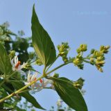 Nyctanthes arbor-tristis