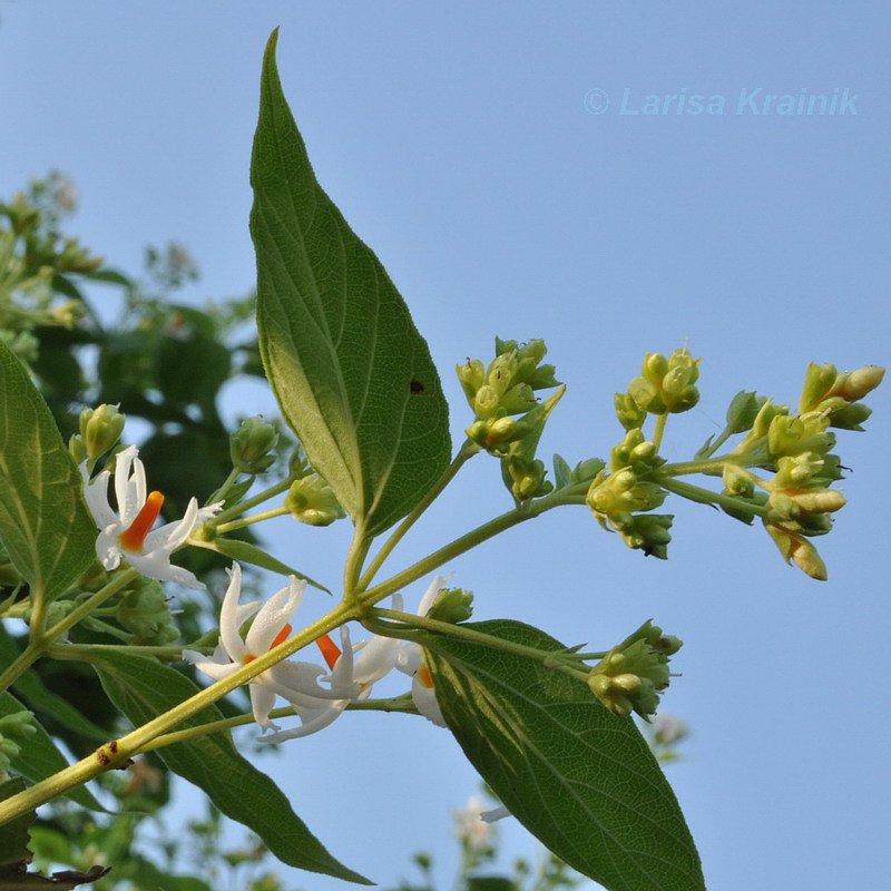 Image of Nyctanthes arbor-tristis specimen.