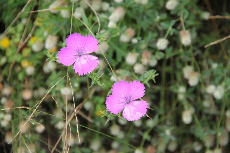 Изображение особи род Dianthus.