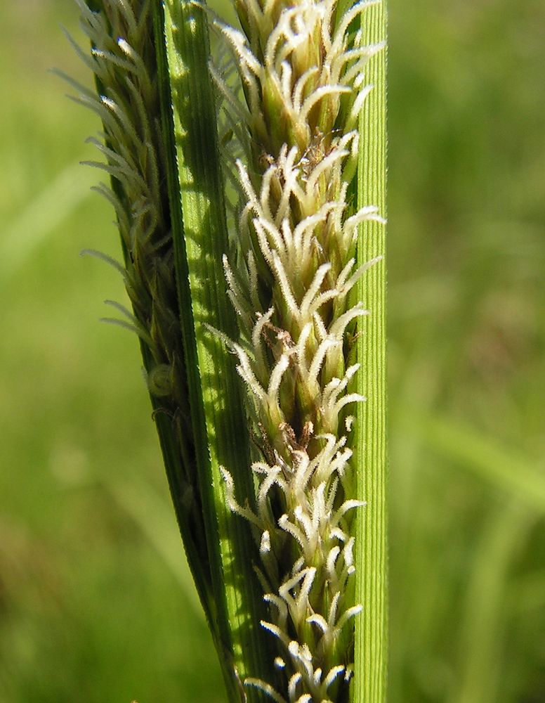 Изображение особи род Carex.