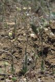 Camelina rumelica