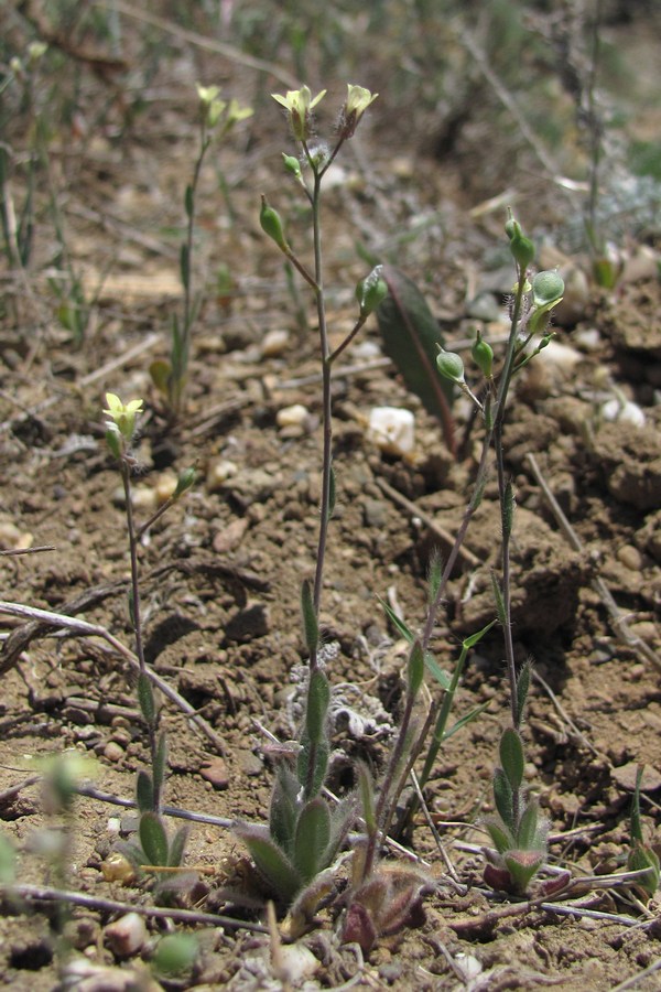 Изображение особи Camelina rumelica.