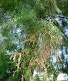 genus Tamarix