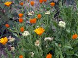 Calendula officinalis. Цветущие и плодоносящие растения. Узбекистан, г. Ташкент, пос. Улугбек, в культуре. 08.07.2012.