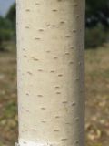 Betula pendula