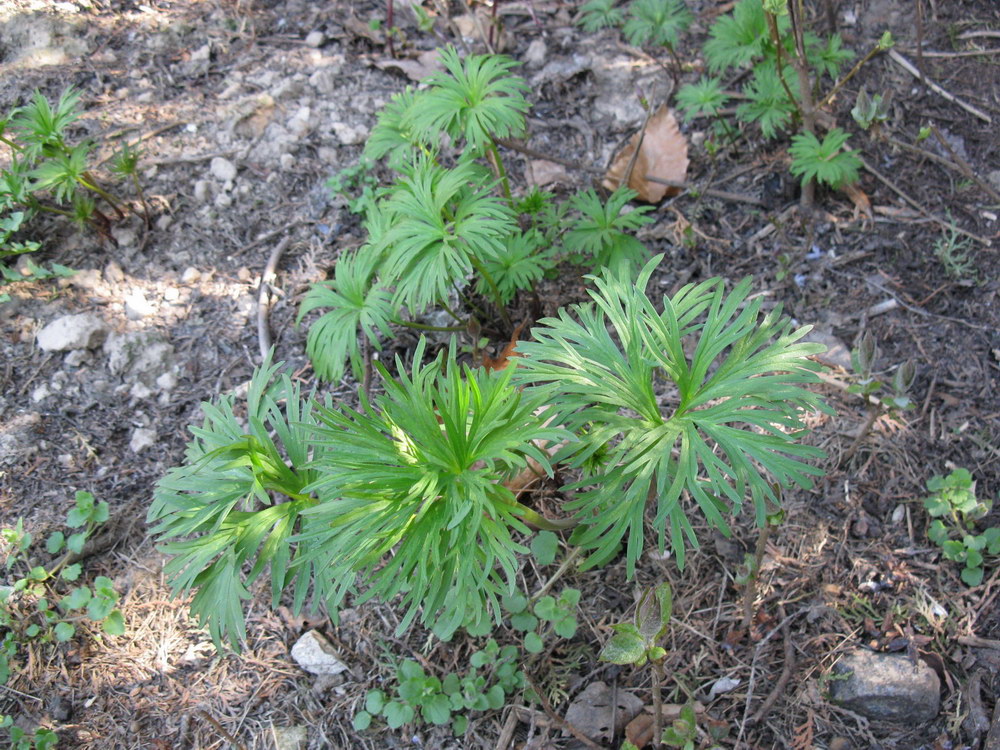 Image of Delphinium fissum specimen.