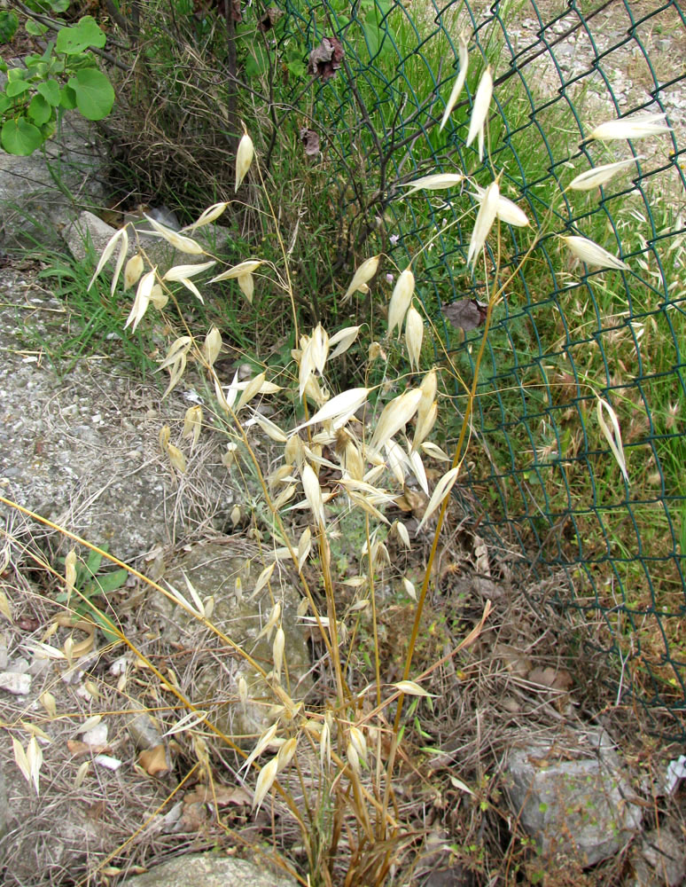 Image of Avena persica specimen.