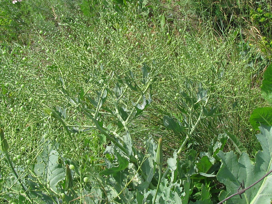 Image of Crambe maritima specimen.