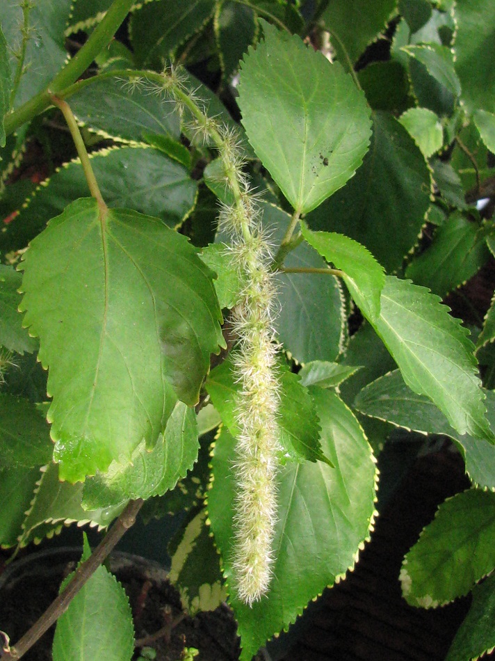 Image of Acalypha hispida specimen.