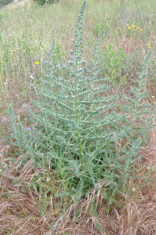 Image of Echium biebersteinii specimen.