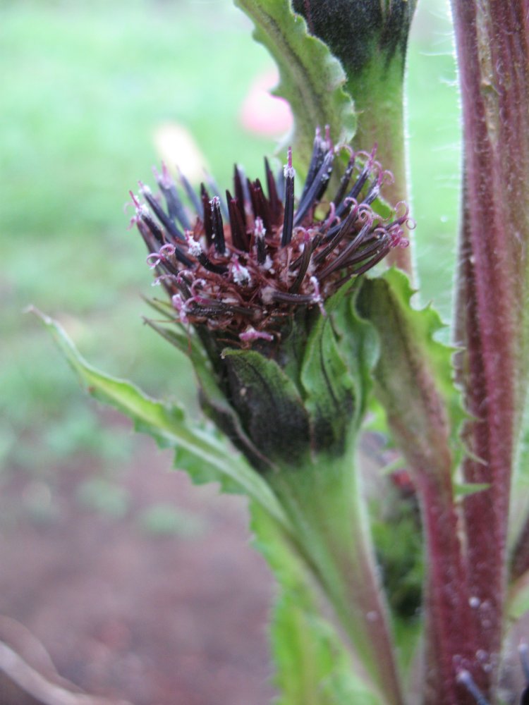 Изображение особи Saussurea baicalensis.