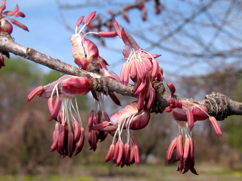 Image of Cercidiphyllum japonicum specimen.