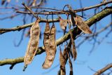 Robinia pseudoacacia. Часть веточки с прошлогодними плодами. Германия, г. Кемпен, в городском саду, на шумозащитном вале. 05.03.2013.
