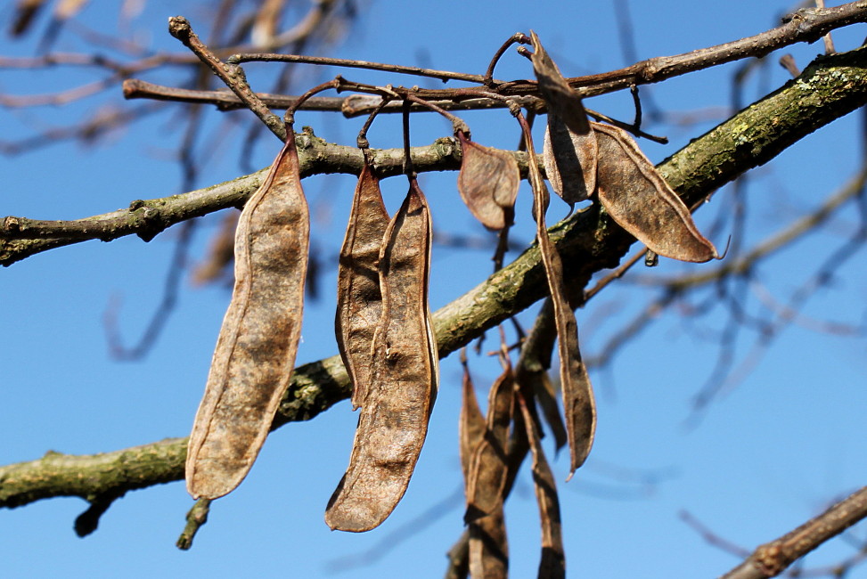 Image of Robinia pseudoacacia specimen.