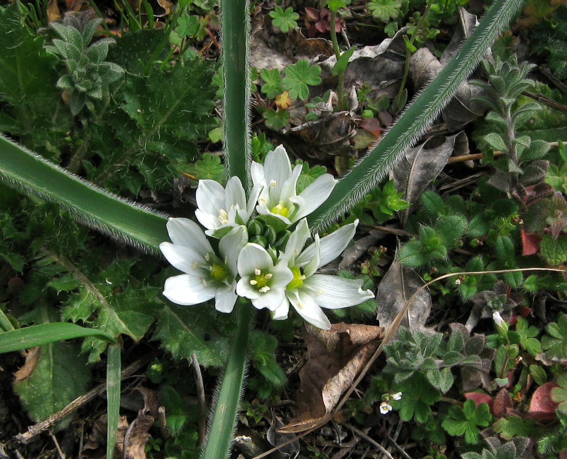 Изображение особи Ornithogalum fimbriatum.