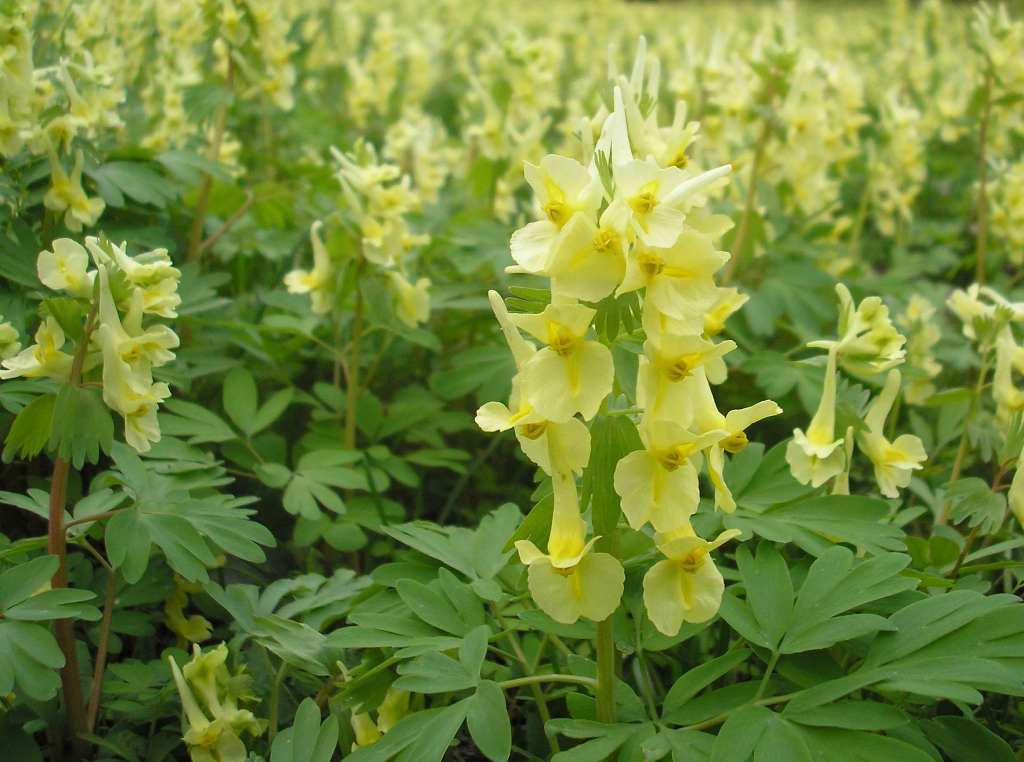 Image of Corydalis bracteata specimen.