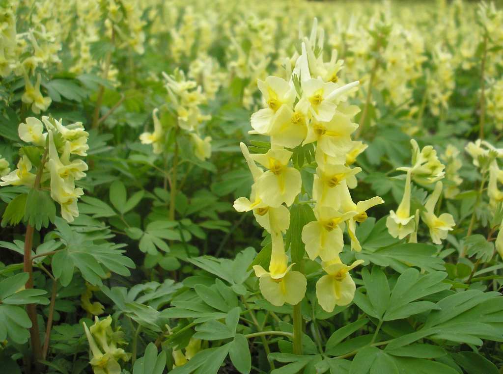 Изображение особи Corydalis bracteata.