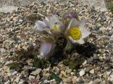 Pulsatilla vernalis