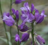 Polygala