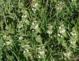 Lamium album