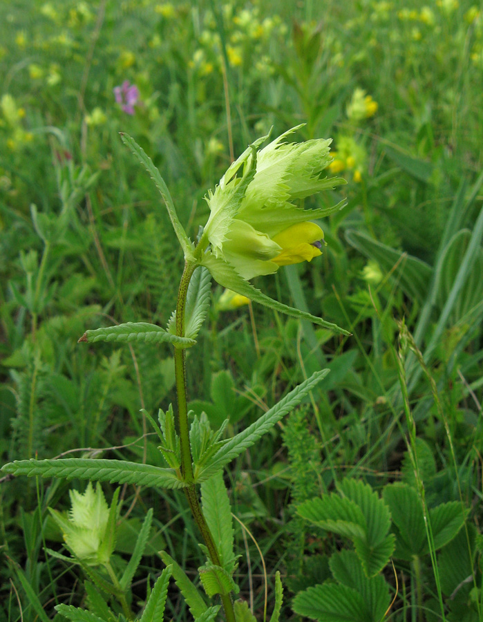 Изображение особи Rhinanthus vernalis.